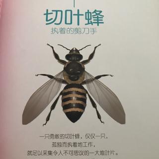 昆虫记切叶蜂死亡图片