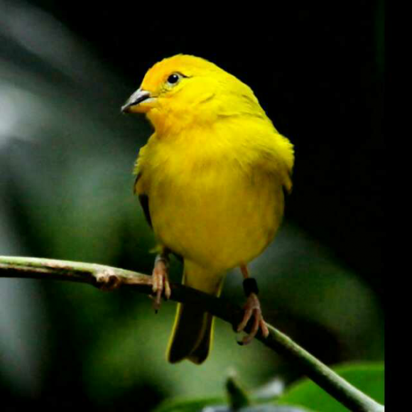 国风.秦风.黄鸟-筱娴