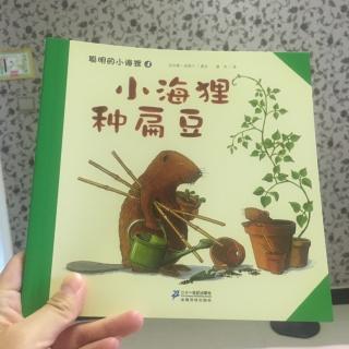 小海狸种扁豆