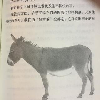 沈石溪中外动物小说精选：毛驴演员