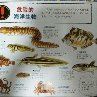 常见海洋生物介绍图片