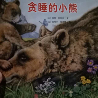 贪睡的小熊