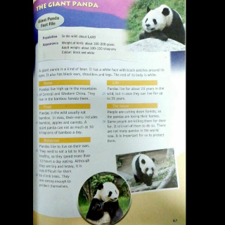 The giant panda（八下U5）