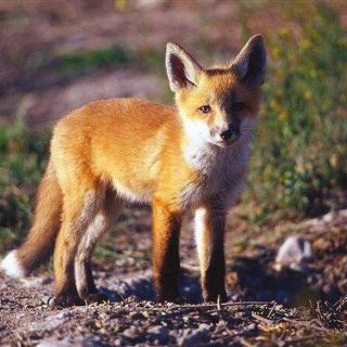动物世界大百科@被误解的赤狐，我为你平反