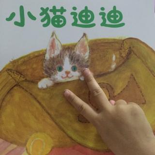 小猫🐱迪迪