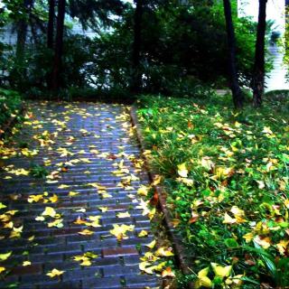 《秋雨梧桐叶落时》