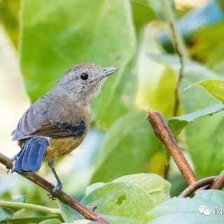 距离人间烟火最近的鸟--麻雀/沙爽