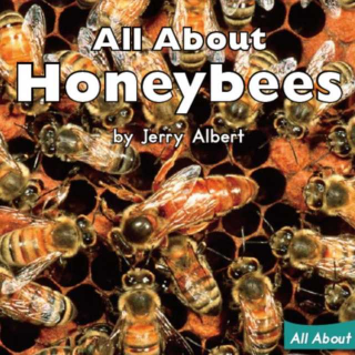 海尼曼G1 All About Honeybees