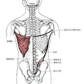 背阔肌之引体向上