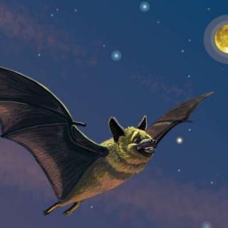100个儿童英文故事集之Book 70“Little Bat”
