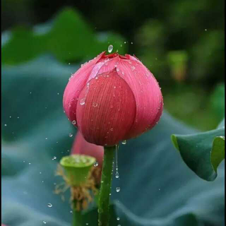 《雨霖铃》（柳永）丨那些年，我们一起读过的课文