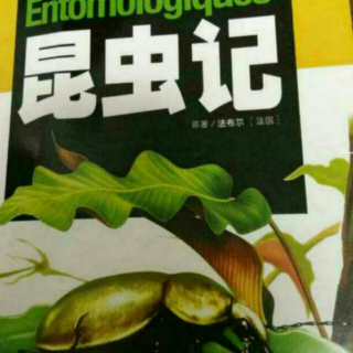 昆虫记第六章