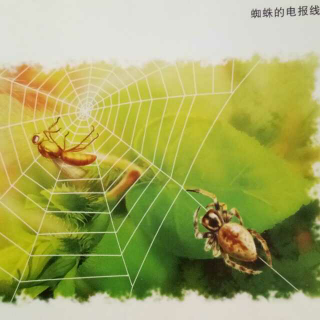 昆虫记·蜘蛛的电报线