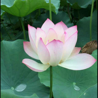 夏日雨荷～雨荷