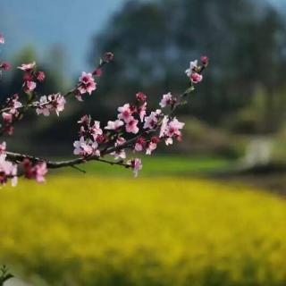 蝶恋花.挽春（词林正韵）作者：一介寒儒  诵读：阿蓉