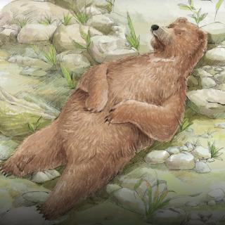 【西顿动物记】孤独的棕熊卡普