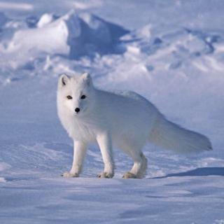 动物世界大百科@想生几个生几个的北极狐
