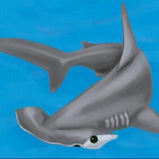 《海洋动物故事》我是一只锤头鲨