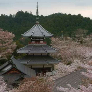 （二）清冷之美，京都碎步--吉野