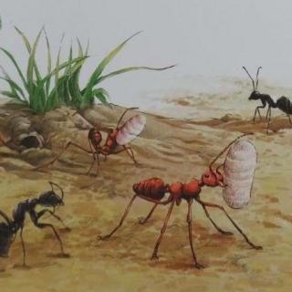 法布尔昆虫记：红蚂蚁-固执的强盗