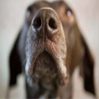 科学家发现人类对于某些特定气味嗅觉高于狗