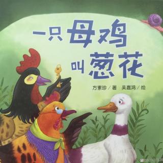 中文绘本《一只母鸡叫葱花》🐔