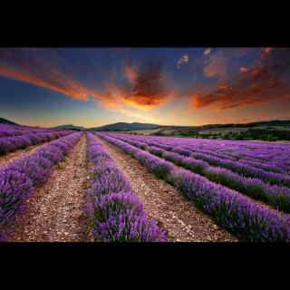 《格言》行走栏目：普罗旺斯-紫碎金迷，流连幽梦里