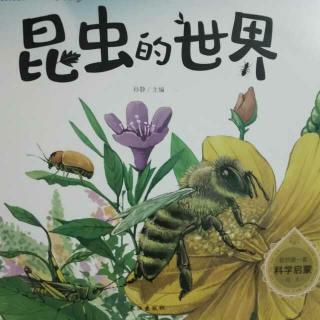 幼儿故事【26】《昆虫的世界》