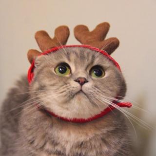 猫不爱过圣诞节