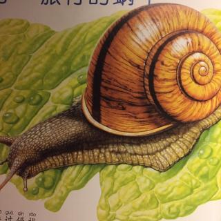 背着房子的蜗牛照片图片
