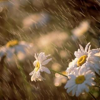 【杂货铺】银川的雨声