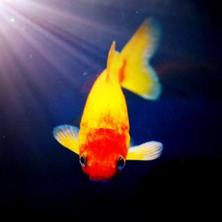 【板栗】一条红鱼的心愿