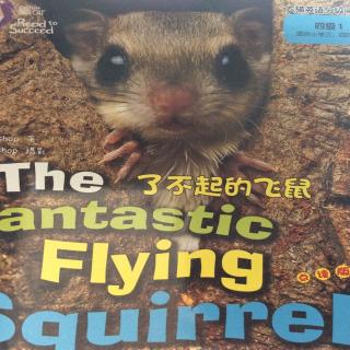 The fantastic flying squirrel，了不起的飞鼠