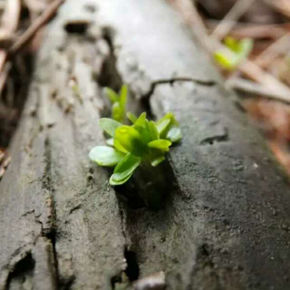 《诗經》唐風