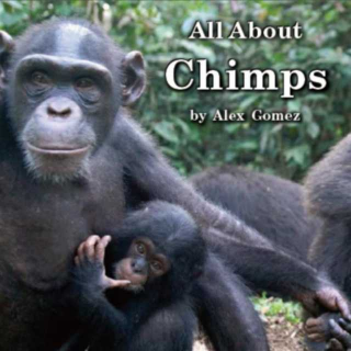 海尼曼G1 All About Chimps