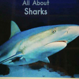 英文绘本故事~鲨鱼的那些事