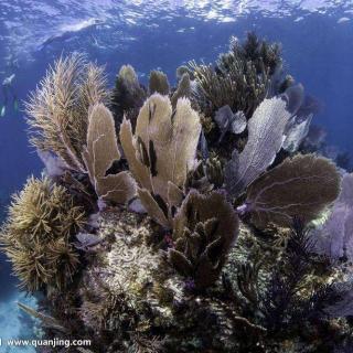 【Monday Story】第41期-Coral Reefs