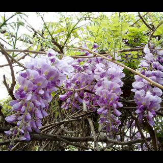 紫藤花开一树梦