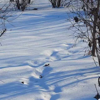 月射寒塘：梦雪