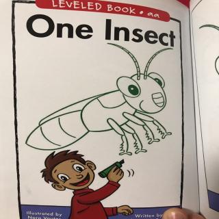 One Insect