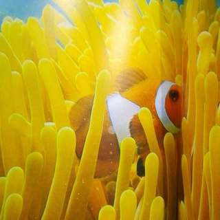 【13海葵】在线收听_为宝宝读书_荔枝