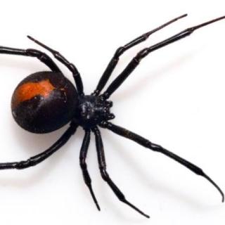 驻下英语 level 3/ Why spiders have eight tinny legs (2)