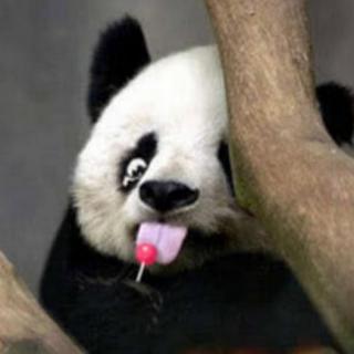 谁能撼动大熊猫的国宝位【出发吧，好奇心】