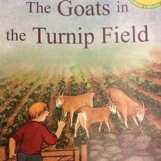 The goats in turnip fiel👦🏼🐇🐺🐐🦊