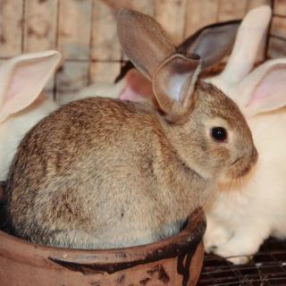 小兔子与大兔子