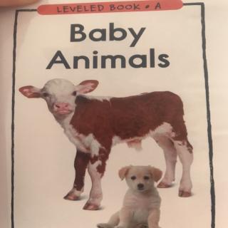 Baby animals