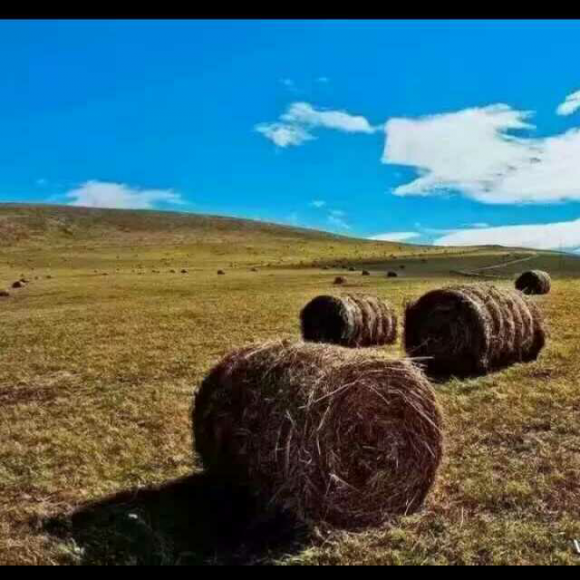 青铜葵花——大草垛(上)