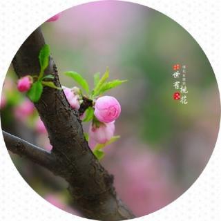 犹有桃花流水上，无辞竹叶醉尊前