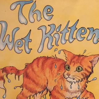 The wet kitten
