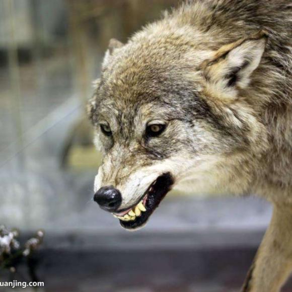 《第七条猎狗》沈石溪著 狼"狈"